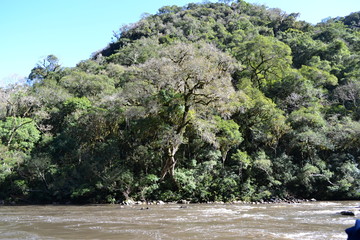 Brazil - Rio Grande do Sul - Forest