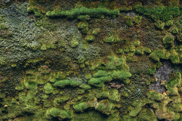Rock covered with moss in Adrspach Rocks, part of Adrspach-Teplice landscape park in Broumov Highlands region of Czech Republic