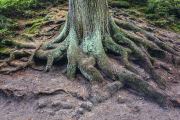Impressive tree roots in Adrspach Rocks, part of Adrspach-Teplice landscape park in Broumov Highlands region of Czech Republic