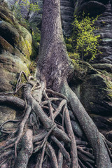 Impressive tree roots in Adrspach Rocks, part of Adrspach-Teplice landscape park in Broumov Highlands region of Czech Republic