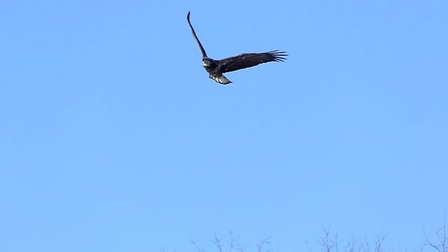 Immature Bald Eagle soaring in cold Winter air,  Shot at 120 frames per second for dazzling slow motion.