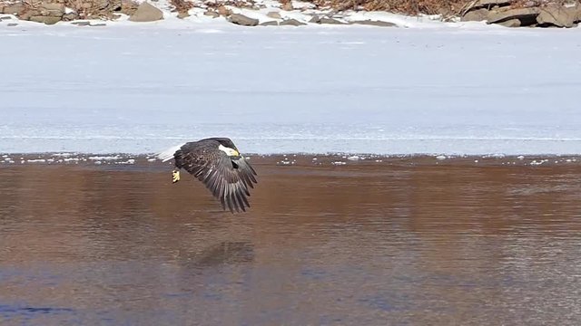 P1000738 Bald Eagle swoops down to catch fish on a cold Winter day, slow motion. Shot at 120 frames per second for exceptional slow motion. eagle catches fish in subzero