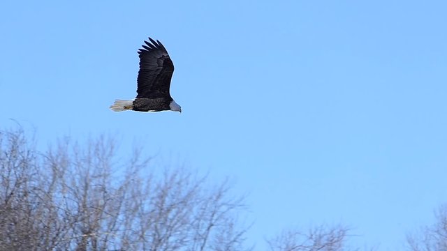 Majestic Bald Eagle soaring in cold Winter air,  Shot at 120 frames per second for dazzling slow motion.
