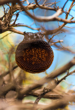 bee nest on a branch of a tree close-up