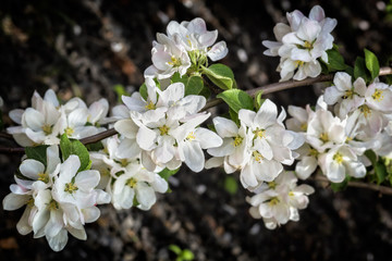 Flowering branch of apple-tree on a dark background, close-up