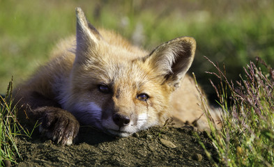 Young fox relaxing in meadow
