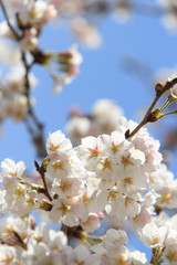 桜の花