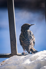 Perched Starling After Eating
