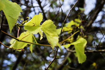 Leaves