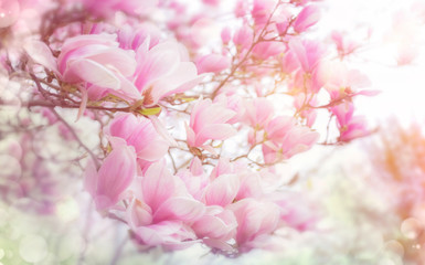 Fototapeta na wymiar Magnolienblüte im Frühling