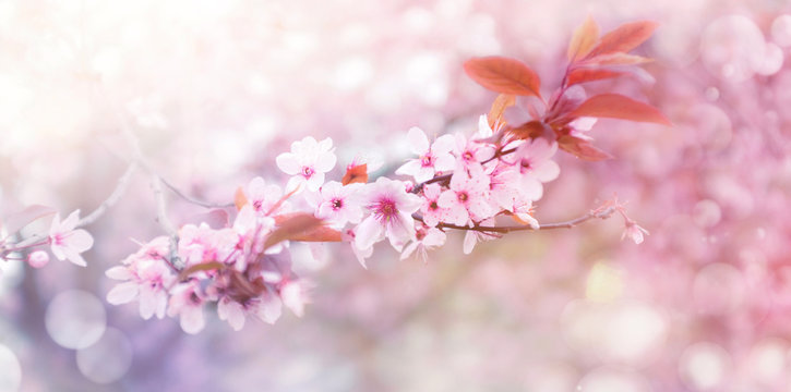 Kirschblüte im Frühling