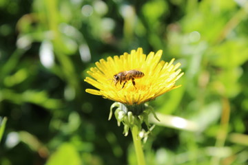 Löwenzahn - common dandelion - Taraxacum officinale - Blüte mit Biene