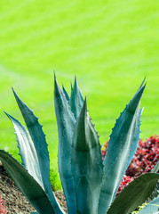 Long, sharp, thorny leaves of a cactus plant on a multicolored green background