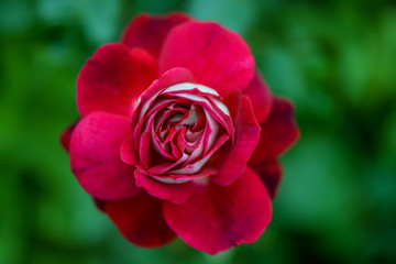 Delicate red creamy rose flower on a blurred green background