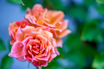 Delicate red creamy rose flower on a blurred green background
