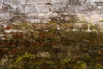 Old brick wall - vintage texture background with green algae or lichen