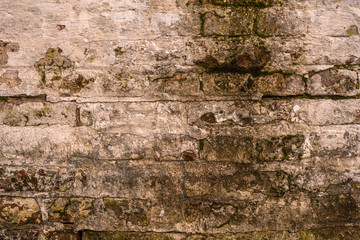 Old brick wall - vintage texture background with green algae or lichen