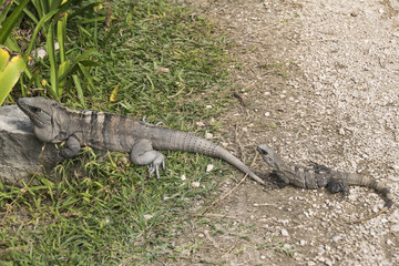 Wild iguanas in Tulum