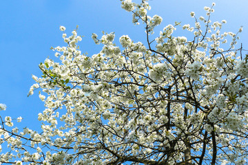 Zweige eines Kirschbaumes in voller Blüte bei Sonnenschein