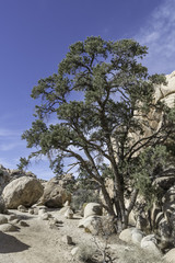 pine tree on the Hidden Valley Trail in Joshua Tree National Park in California