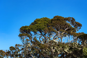 Scenic view in Horton Plains, Sri Lanka