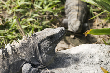 Obraz premium Wild iguanas in Tulum