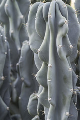 Obraz premium close up of columnar succulent in blue green color with wrinkled appearance and spines cereus hildmannianus