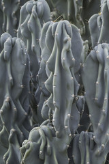 Fototapeta premium columnar succulent in blue green color with wrinkled appearance and spines cereus hildmannianus monstrosus
