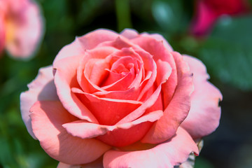 Delicate red creamy rose flower on a blurred green background
