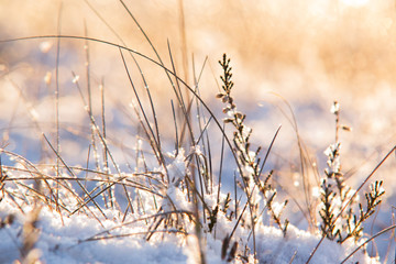 Morning flowers in the winter wonderland in Ķemeri moor, Latvia