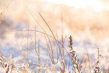 Fototapeta premium Morning in the winter wonderland in Ķemeri moor, Latvia