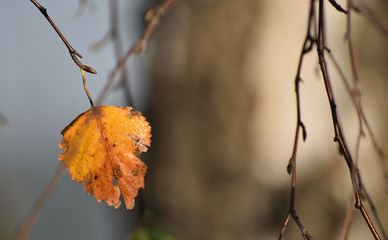 Liść żółty jesion w lesie © Dariusz Pokus
