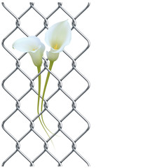 Rabitz fence with realistic white calla lily as left border, pattern.