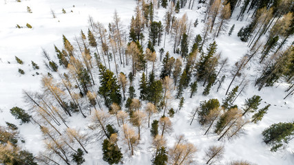 Aerial picture of pine trees in snow, Cortina D'Ampezzo, Italy