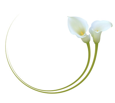 Realistic white calla lily frame. "Admire your beauty".
