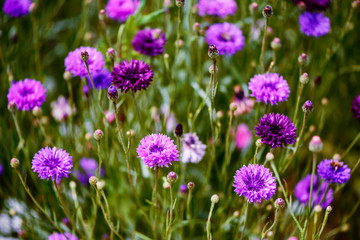 Fototapeta premium violet blue, beautiful plants flowers on a bright summer day