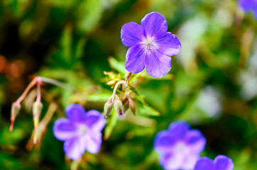 violet blue, beautiful plants flowers on a bright summer day