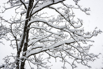 Tree branches covered in snow in Cortina D'Ampezzo, Italy