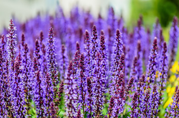 violet blue, beautiful plants flowers on a bright summer day