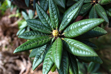 Blooming rhododendron arboreum in Horton Plains