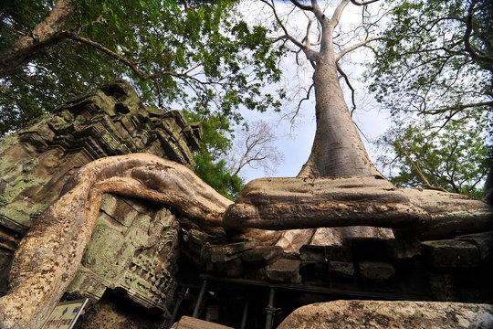 Huge tree roots in Ta Promh
