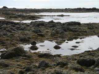 Felsige Küste in Island