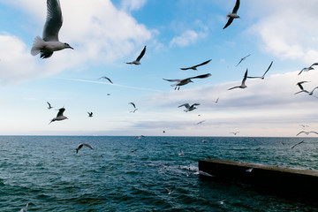 Fototapeta na wymiar Seagulls flying over the sea.