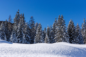 Pine trees covered in snow over a blue sky, Cortina D'Ampezzo, Italy