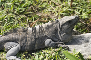 Wild iguanas in Tulum