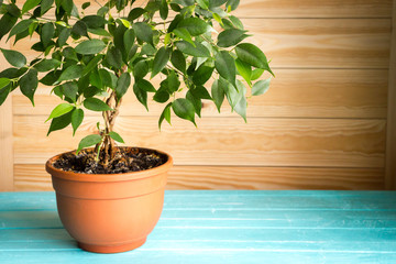 Fototapeta Plant ficus benjamina in a brown pot standing on wooden blue table in front of unpainted wall, natural rustic style obraz