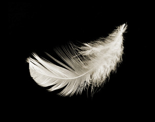 White delicate feather in the dark