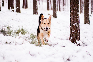 Cute dog playfully running and standing in the forest