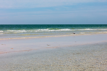 Dreamy beach of Sanibel Island with bird, Florida, USA