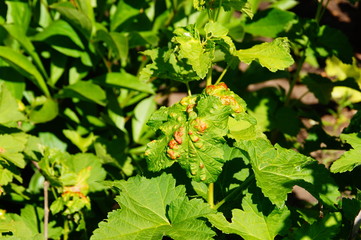 	Антракноз куста смородины